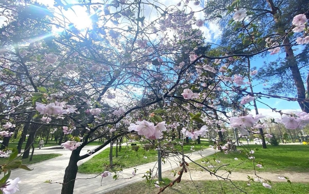 У Києві розпочався цвітіння сакур: у парку "Кіото" також привертають увагу відвідувачів магнолії (фото) 3 В Києві почали цвісти сакури: в парку "Кіото" також радують відвідувачів і магнолії (фото)