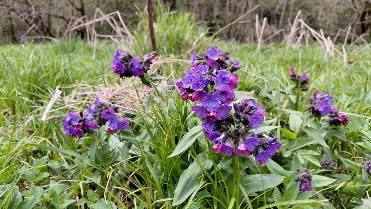 Доброгостів: спокійна прогулянка до живописного озера поблизу Трускавця 15 Доброгостів: розслабляючий похід до мальовничого озера з Трускавця