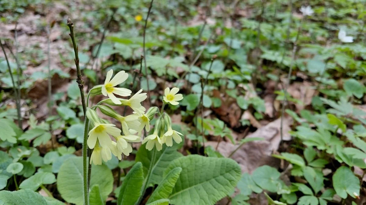 Доброгостів: спокійна прогулянка до живописного озера поблизу Трускавця 13 Доброгостів: розслабляючий похід до мальовничого озера з Трускавця