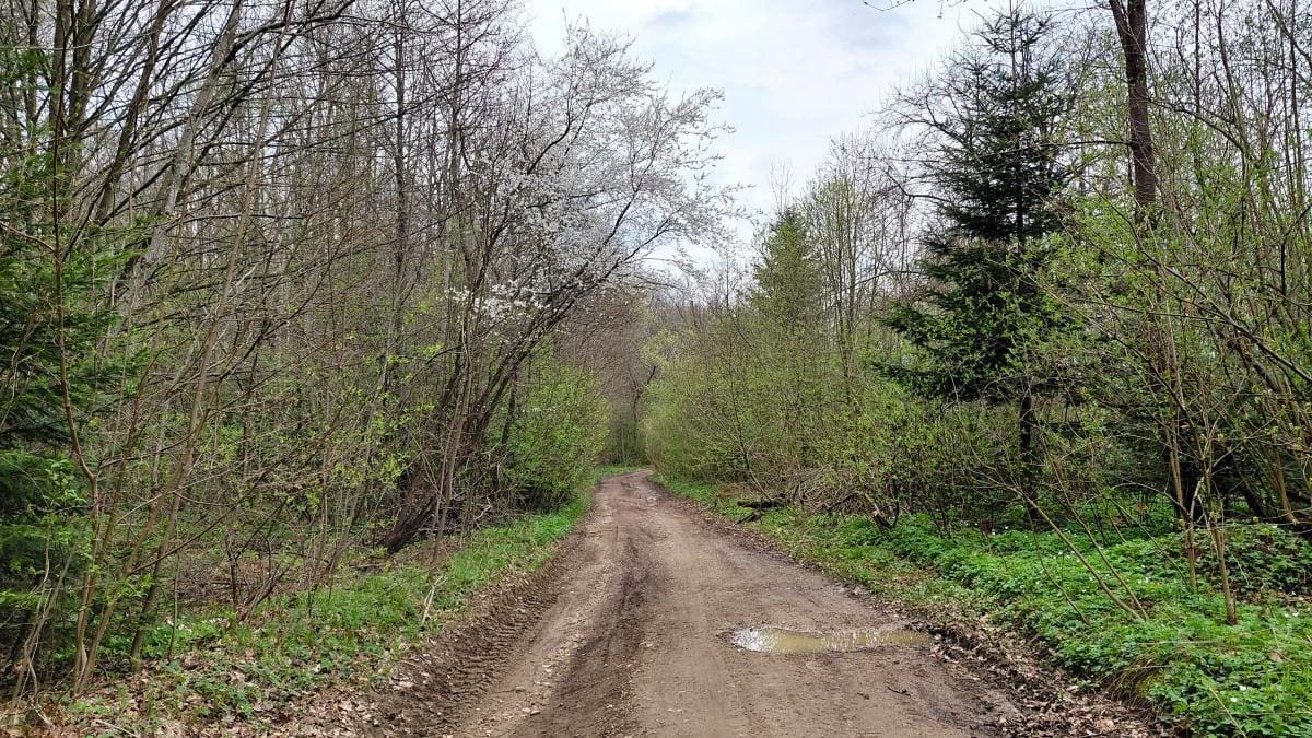 Доброгостів: спокійна прогулянка до живописного озера поблизу Трускавця 17 Доброгостів: розслабляючий похід до мальовничого озера з Трускавця