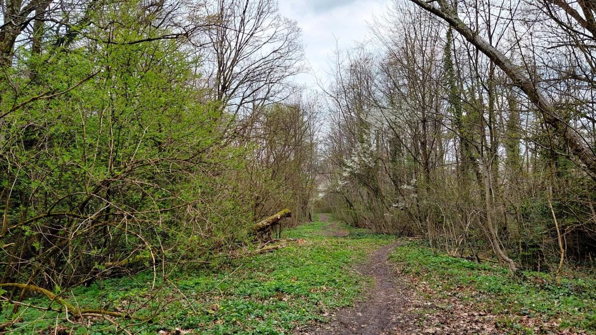 Доброгостів: спокійна прогулянка до живописного озера поблизу Трускавця 9 Доброгостів: розслабляючий похід до мальовничого озера з Трускавця