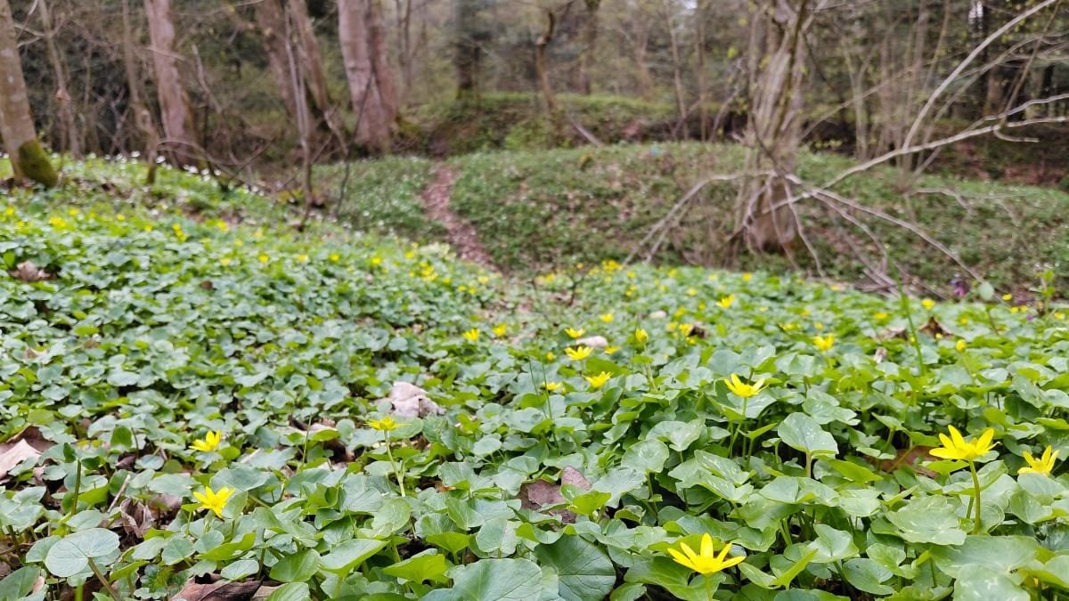 Доброгостів: спокійна прогулянка до живописного озера поблизу Трускавця 11 Доброгостів: розслабляючий похід до мальовничого озера з Трускавця