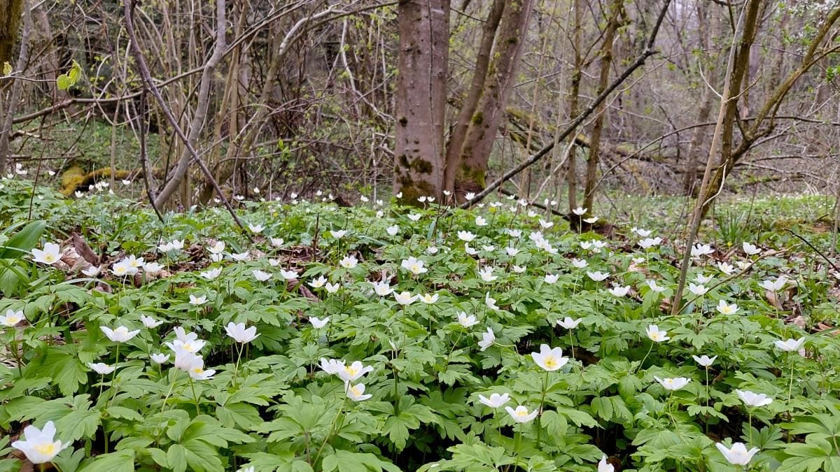 Доброгостів: спокійна прогулянка до живописного озера поблизу Трускавця 10 Доброгостів: розслабляючий похід до мальовничого озера з Трускавця