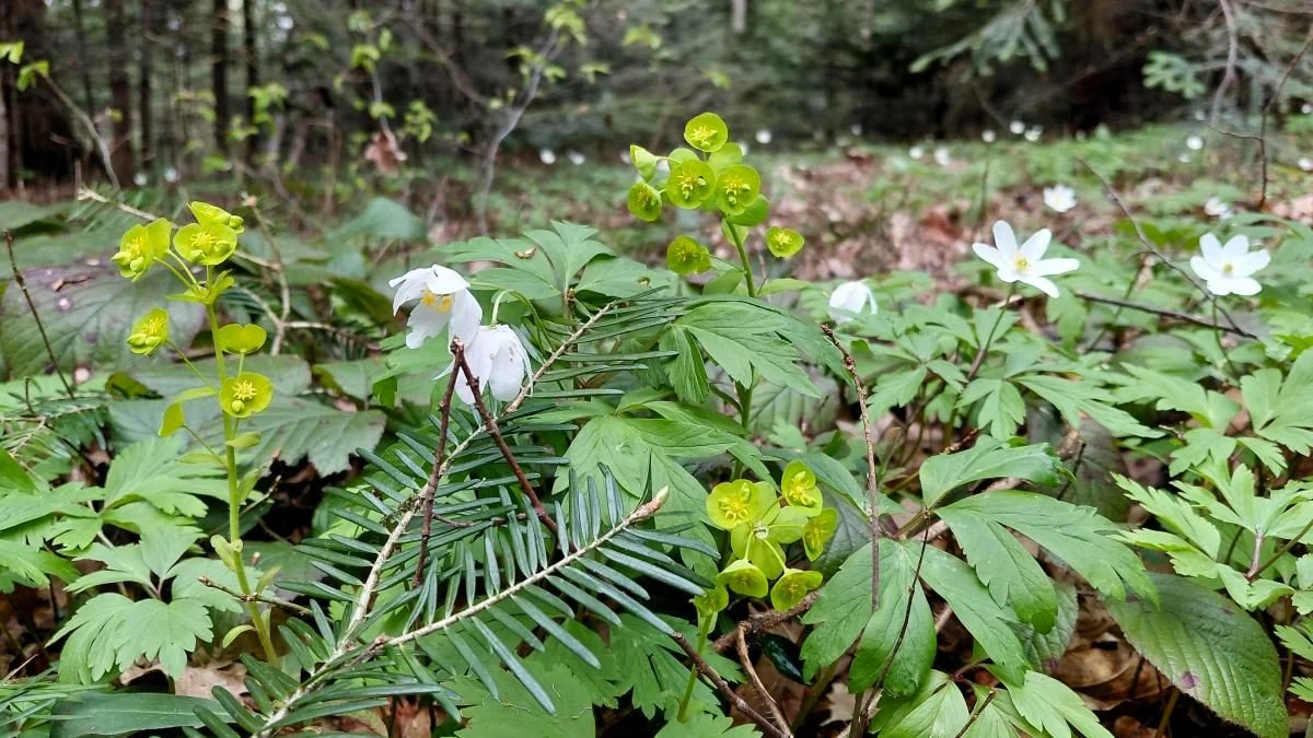 Доброгостів: спокійна прогулянка до живописного озера поблизу Трускавця 14 Доброгостів: розслабляючий похід до мальовничого озера з Трускавця