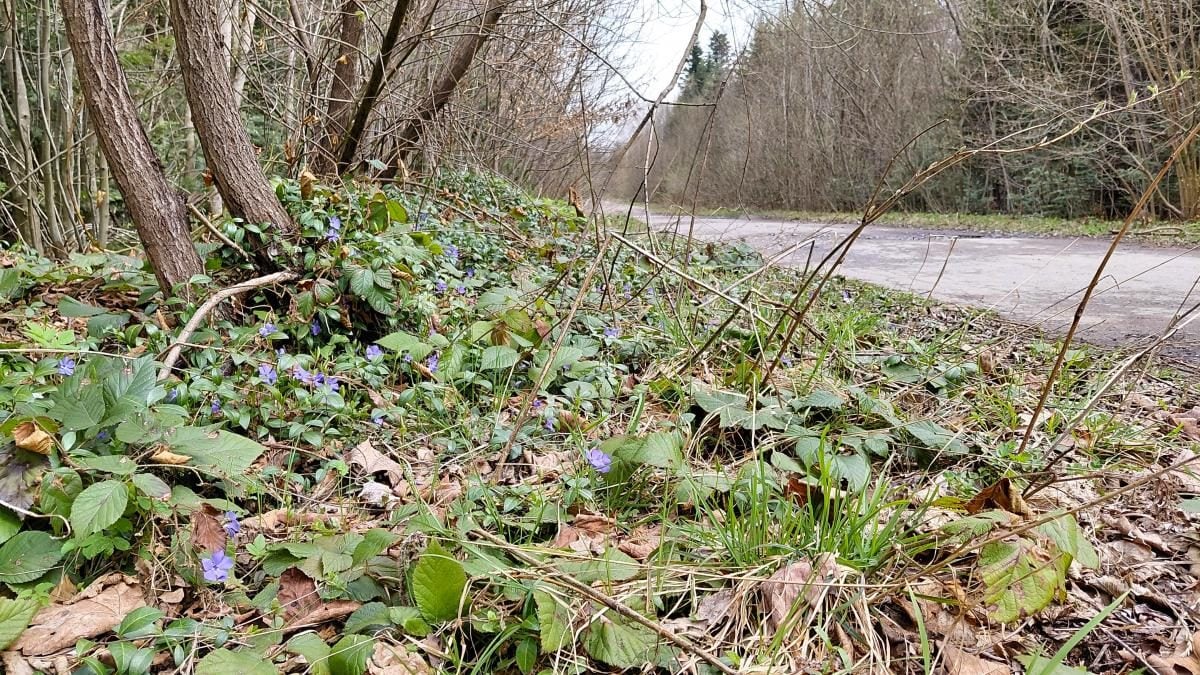 Доброгостів: спокійна прогулянка до живописного озера поблизу Трускавця 16 Доброгостів: розслабляючий похід до мальовничого озера з Трускавця
