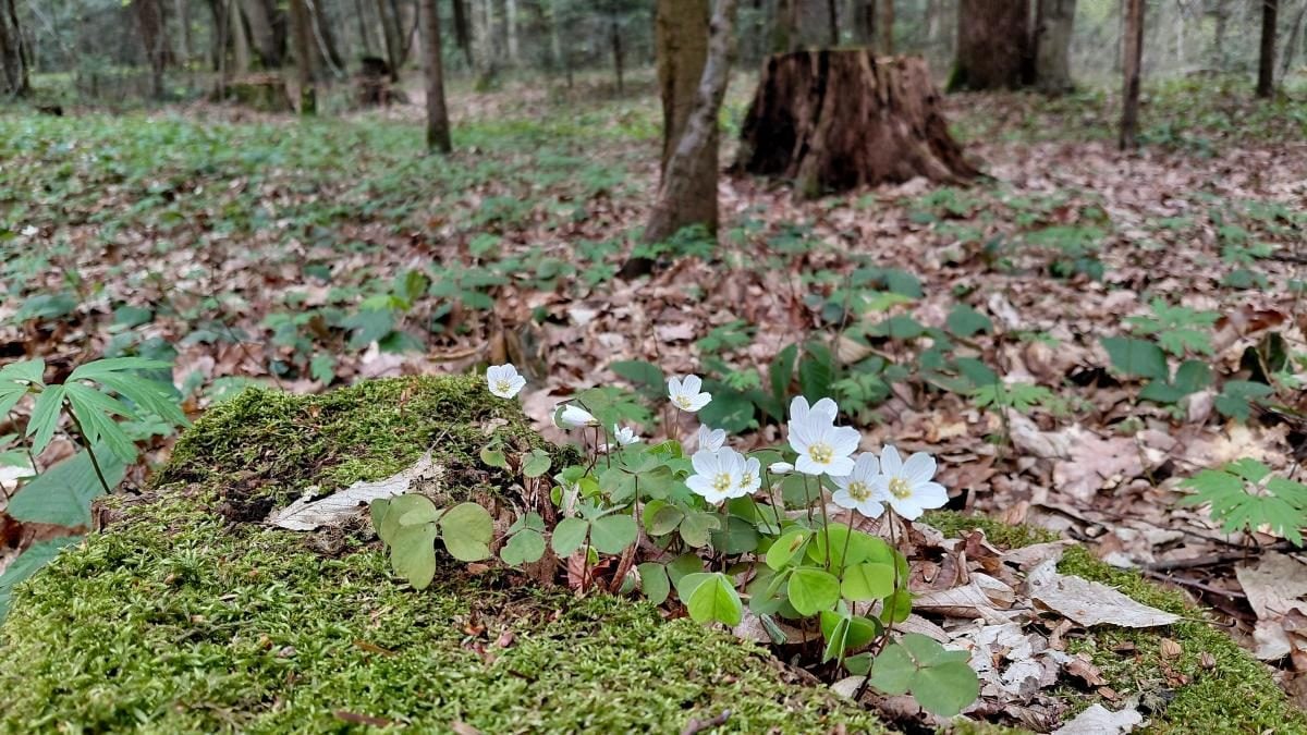 Доброгостів: спокійна прогулянка до живописного озера поблизу Трускавця 12 Доброгостів: розслабляючий похід до мальовничого озера з Трускавця