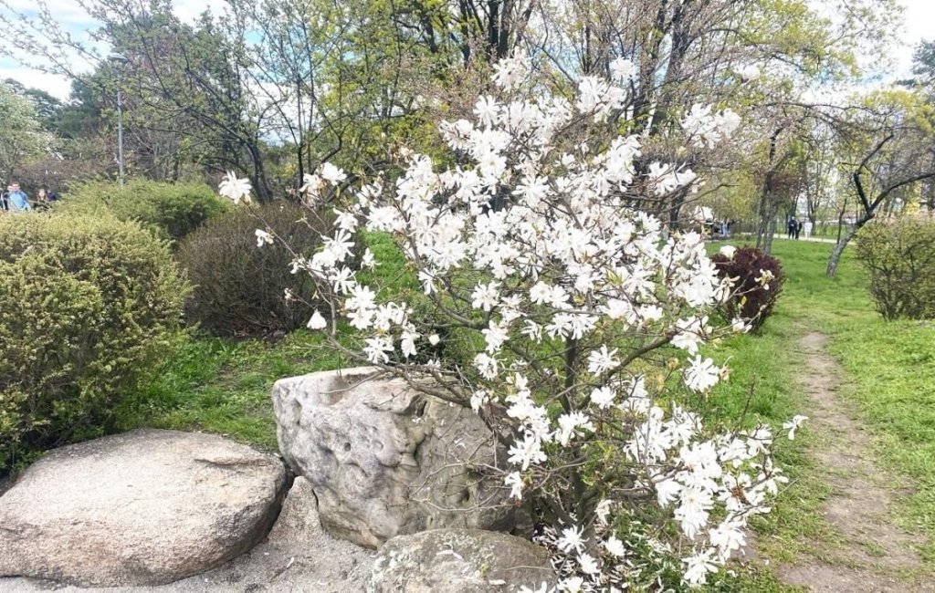 У Києві розпочався цвітіння сакур: у парку "Кіото" також привертають увагу відвідувачів магнолії (фото) 9 В Києві почали цвісти сакури: в парку "Кіото" також радують відвідувачів і магнолії (фото)