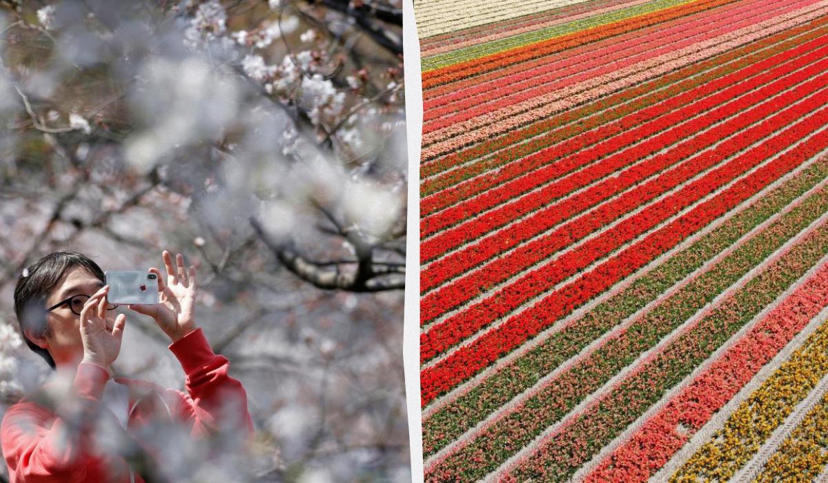 Квітковий туризм набуває популярності у 2026 році: 5 найцікавіших напрямків для подорожей у світі 1 Квітковий туризм став одним із головних трендів 2026 року: 5 найкращих місць у світі для подорожей