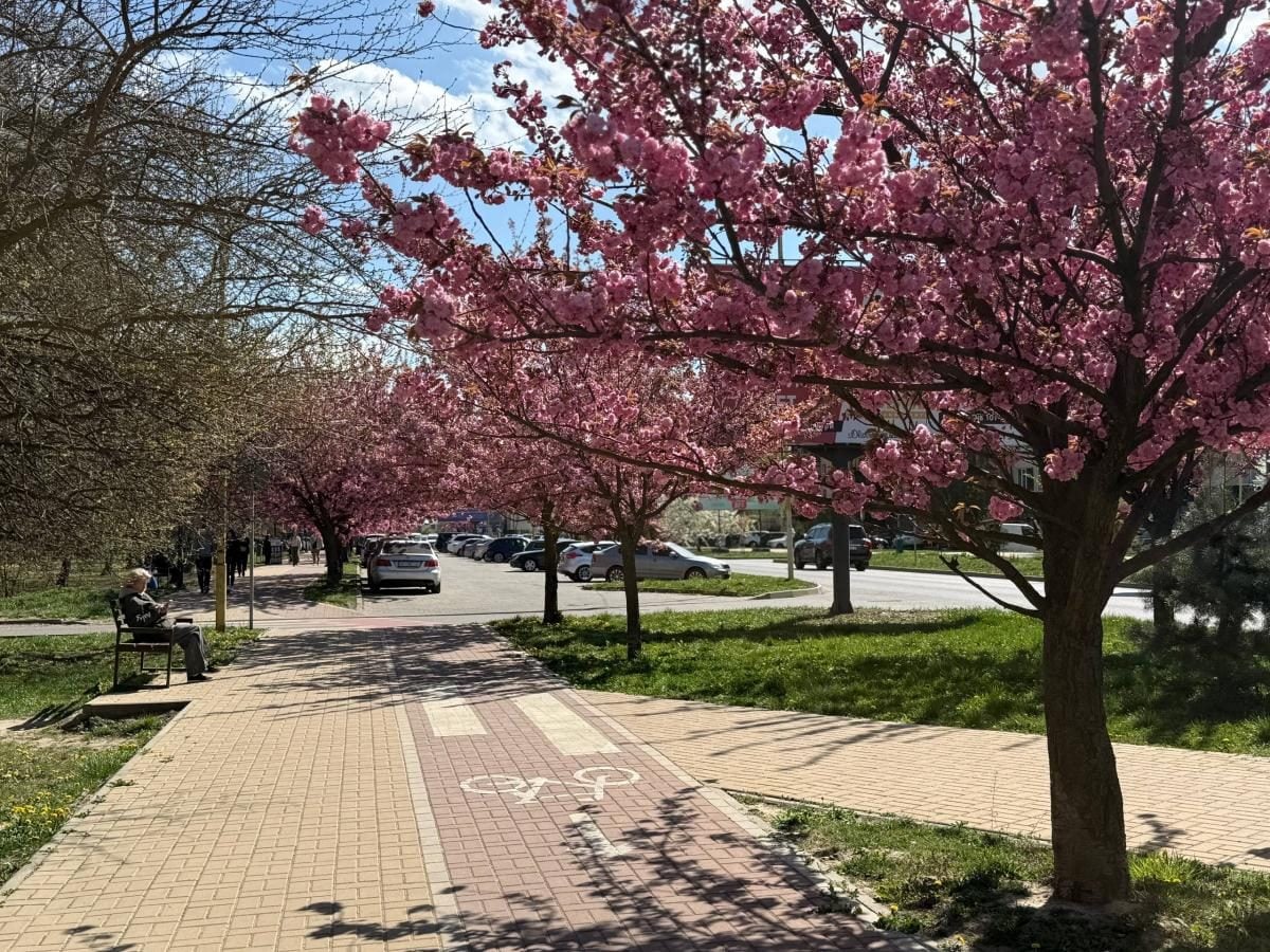 Ужгород готується до піку "рожевої весни": сакури почали активно цвісти (фото) 3 Наближається пік "рожевої весни": в Ужгороді почали масово цвісти сакури (фото)
