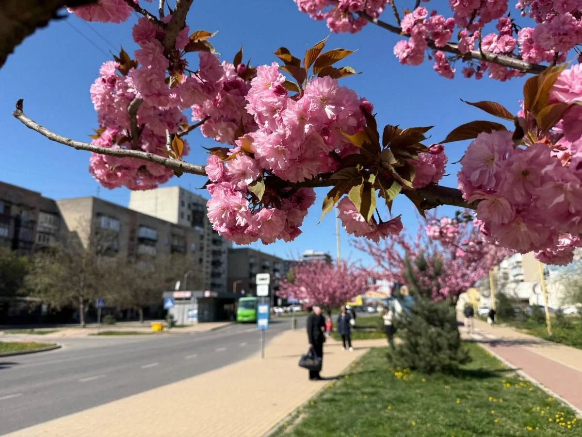 Ужгород готується до піку "рожевої весни": сакури почали активно цвісти (фото) 6 Наближається пік "рожевої весни": в Ужгороді почали масово цвісти сакури (фото)