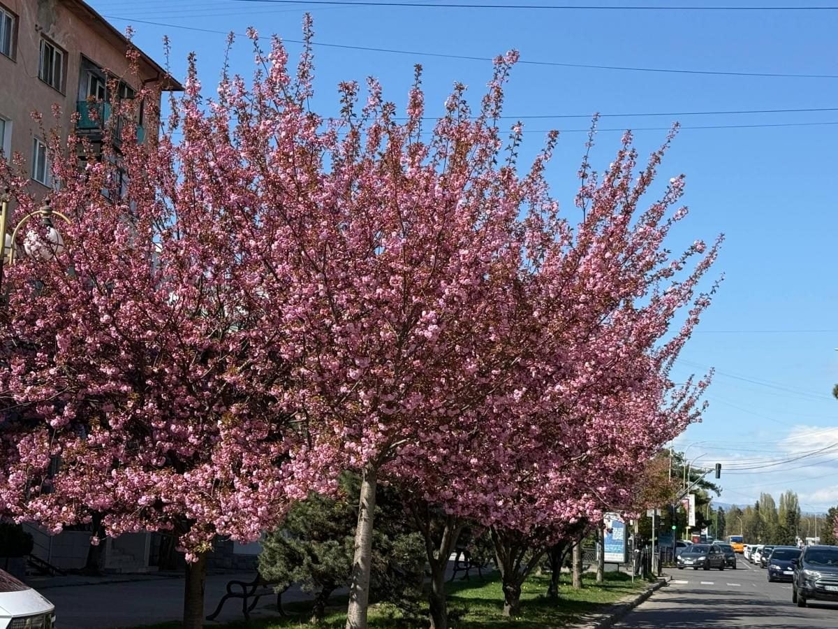 Ужгород готується до піку "рожевої весни": сакури почали активно цвісти (фото) 9 Наближається пік "рожевої весни": в Ужгороді почали масово цвісти сакури (фото)