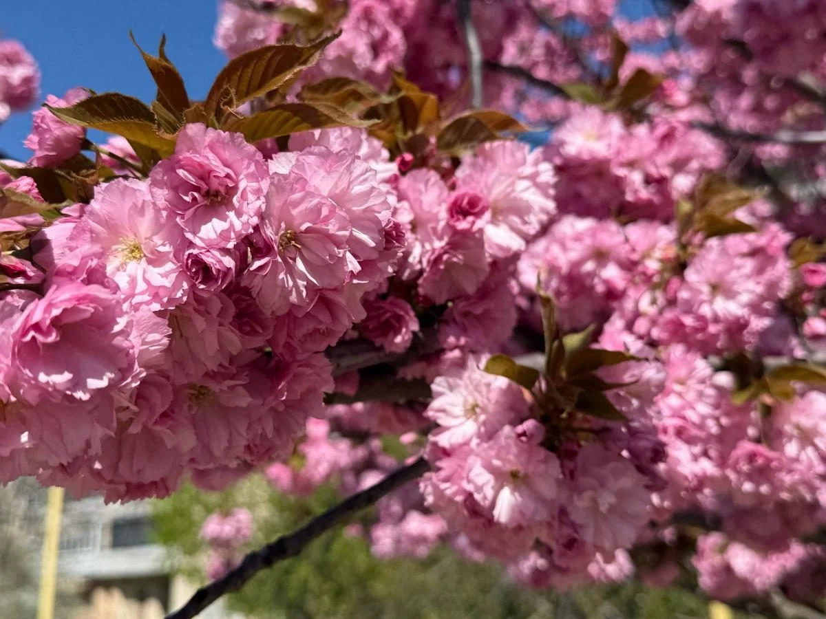 Ужгород готується до піку "рожевої весни": сакури почали активно цвісти (фото) 4 Наближається пік "рожевої весни": в Ужгороді почали масово цвісти сакури (фото)