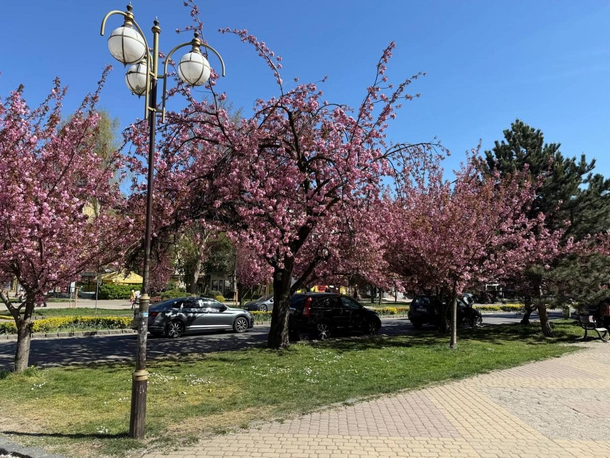 Ужгород готується до піку "рожевої весни": сакури почали активно цвісти (фото) 8 Наближається пік "рожевої весни": в Ужгороді почали масово цвісти сакури (фото)