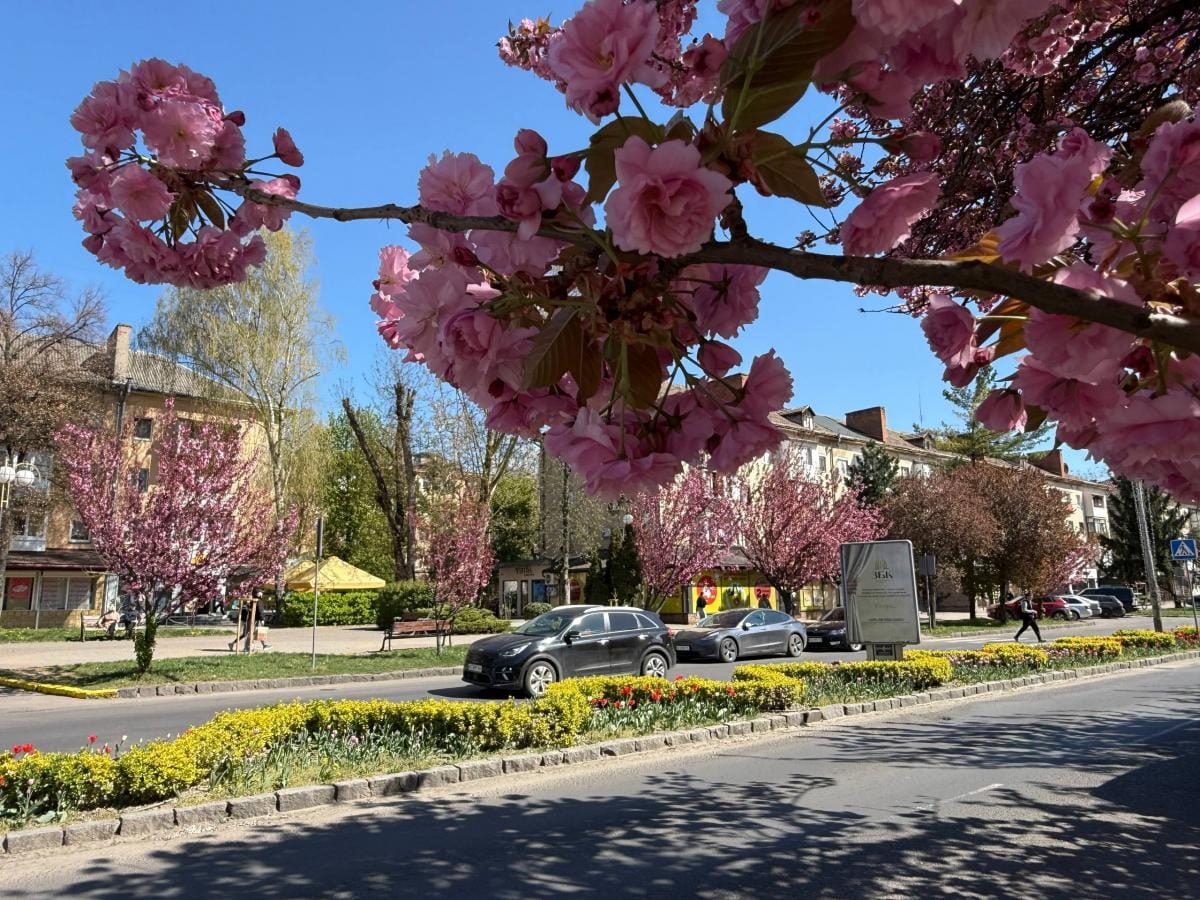 Ужгород готується до піку "рожевої весни": сакури почали активно цвісти (фото) 10 Наближається пік "рожевої весни": в Ужгороді почали масово цвісти сакури (фото)