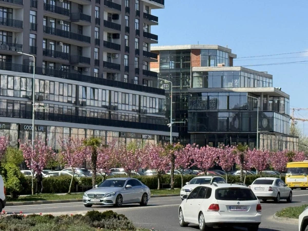 Ужгород готується до піку "рожевої весни": сакури почали активно цвісти (фото) 2 Наближається пік "рожевої весни": в Ужгороді почали масово цвісти сакури (фото)