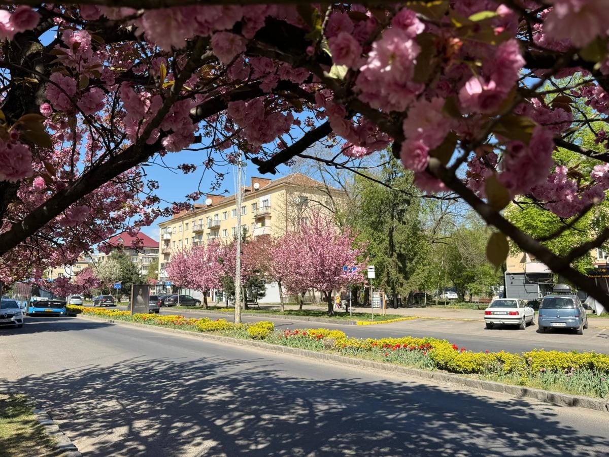 Ужгород готується до піку "рожевої весни": сакури почали активно цвісти (фото) 11 Наближається пік "рожевої весни": в Ужгороді почали масово цвісти сакури (фото)