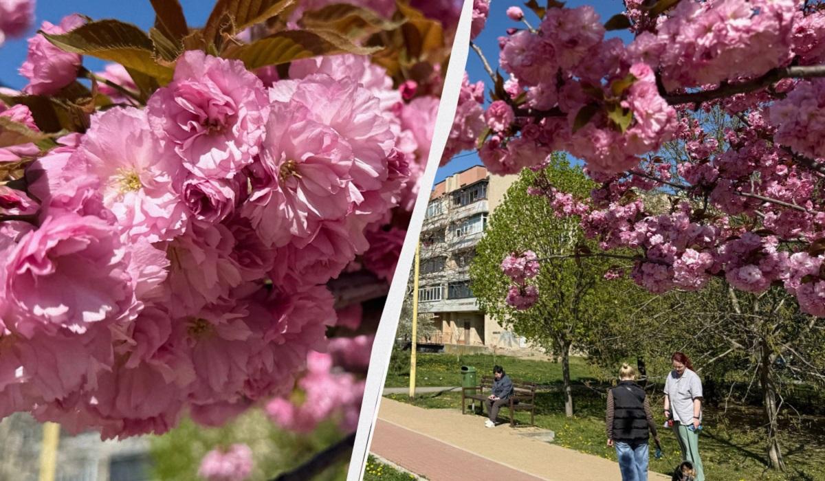 Ужгород готується до піку "рожевої весни": сакури почали активно цвісти (фото) 1 Наближається пік "рожевої весни": в Ужгороді почали масово цвісти сакури (фото)