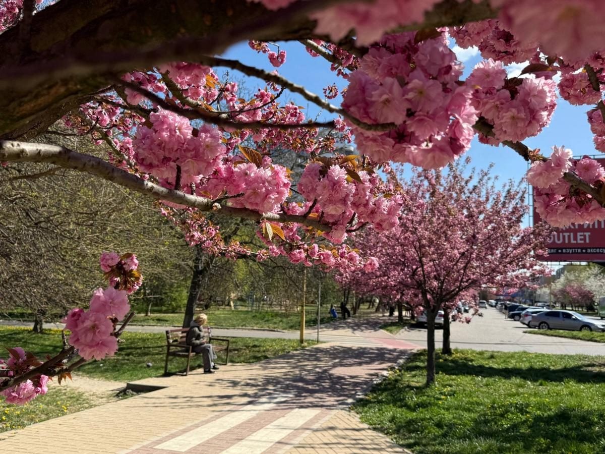 Ужгород готується до піку "рожевої весни": сакури почали активно цвісти (фото) 7 Наближається пік "рожевої весни": в Ужгороді почали масово цвісти сакури (фото)
