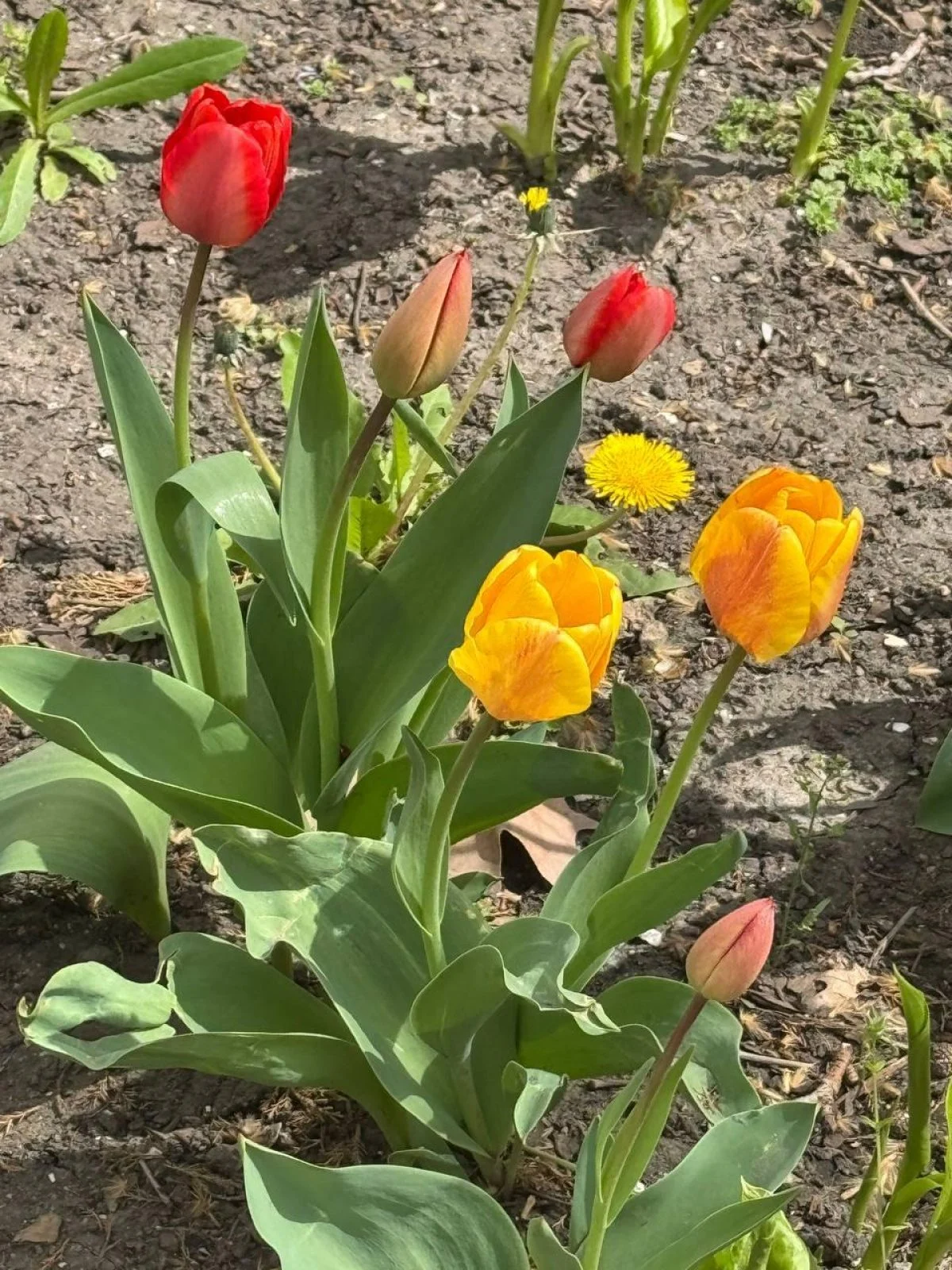 В Одесі розцвіли голландські тюльпани: місто незабаром покриється яскравим квітковим покривалом (фото) 3 В Одесі зацвіли тюльпани з Нідерландів: незабаром місто вкриє фантастичний килим (фото)