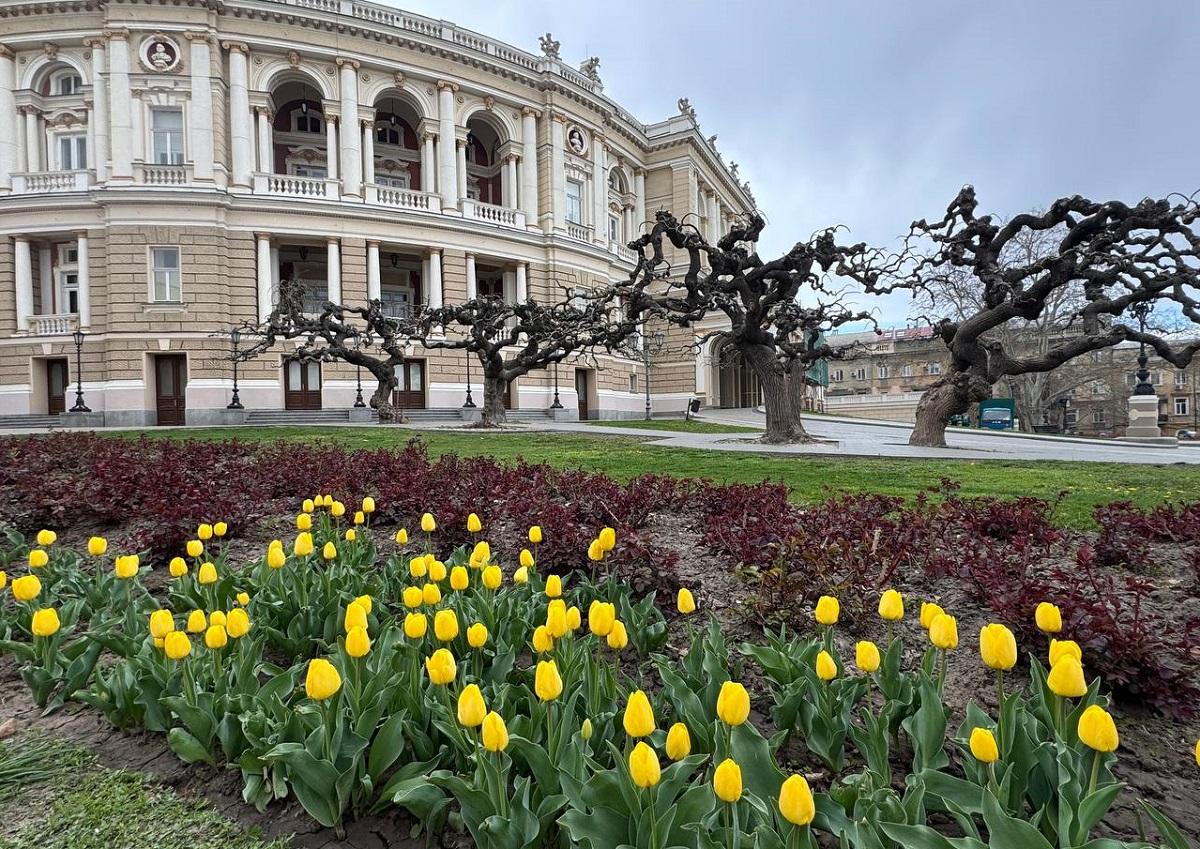 В Одесі розцвіли голландські тюльпани: місто незабаром покриється яскравим квітковим покривалом (фото) 1 В Одесі зацвіли тюльпани з Нідерландів: незабаром місто вкриє фантастичний килим (фото)