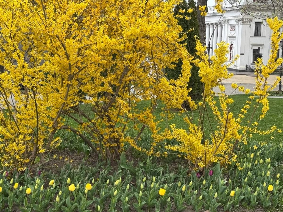 В Одесі розцвіли голландські тюльпани: місто незабаром покриється яскравим квітковим покривалом (фото) 5 В Одесі зацвіли тюльпани з Нідерландів: незабаром місто вкриє фантастичний килим (фото)