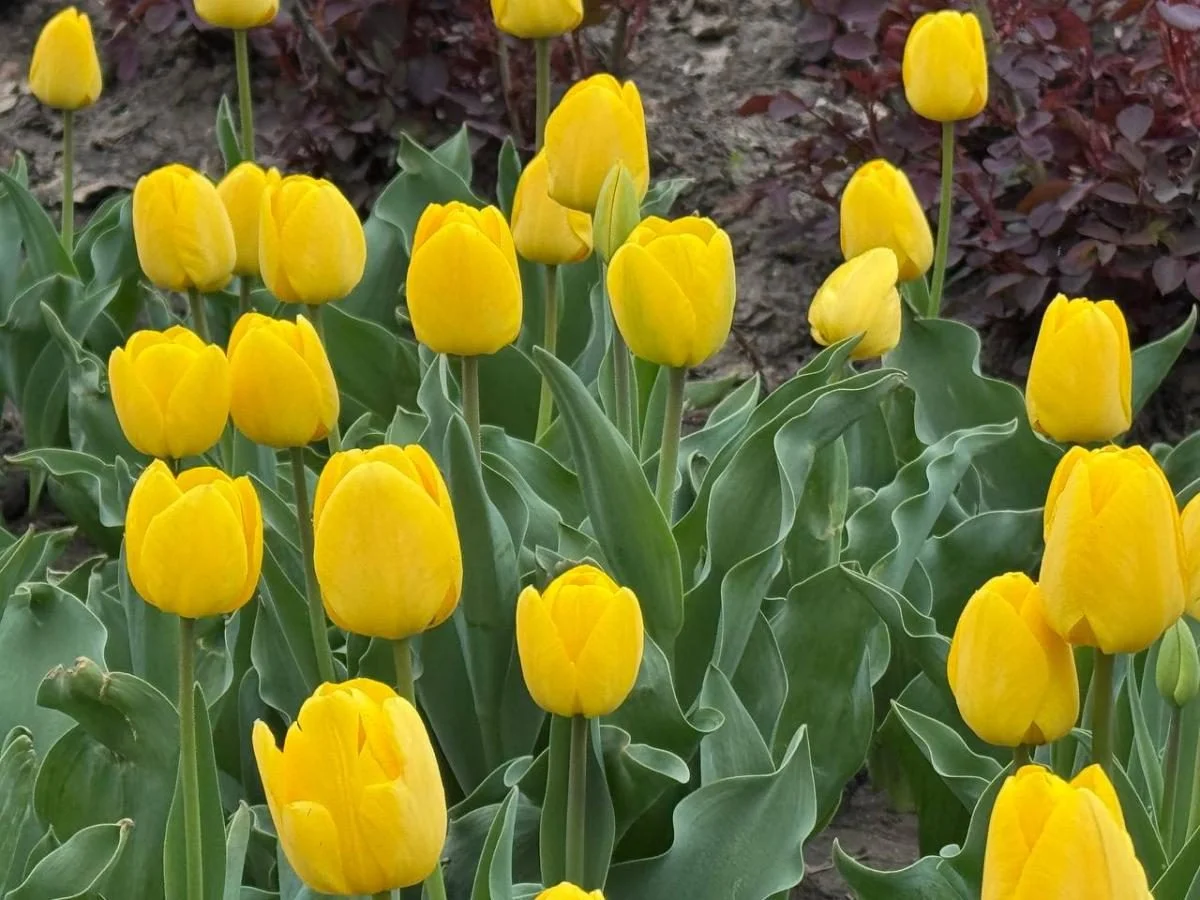 В Одесі розцвіли голландські тюльпани: місто незабаром покриється яскравим квітковим покривалом (фото) 2 В Одесі зацвіли тюльпани з Нідерландів: незабаром місто вкриє фантастичний килим (фото)