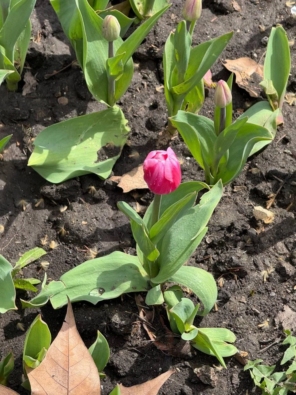 В Одесі розцвіли голландські тюльпани: місто незабаром покриється яскравим квітковим покривалом (фото) 4 В Одесі зацвіли тюльпани з Нідерландів: незабаром місто вкриє фантастичний килим (фото)